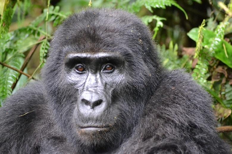 Poacher who killed mountain gorilla ‘Rafiki’ in Uganda imprisoned for 11 years