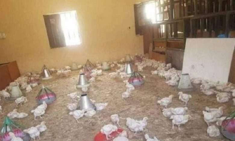 In Nigeria, a classroom transformed into a henhouse