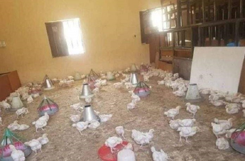 In Nigeria, a classroom transformed into a henhouse