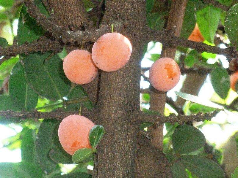 1. Imbe (Garcinia livingstonei)