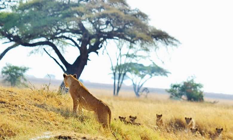 Three worst man-eaters in African: worst lion attack in history