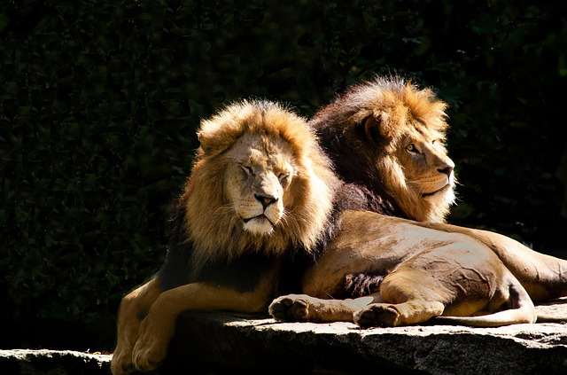 Three worst man-eaters in African: worst lion attack in history