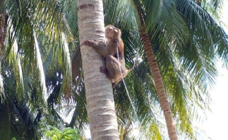 Extreme animal cruelty: Chained monkeys picks almost 1,000 coconuts a day