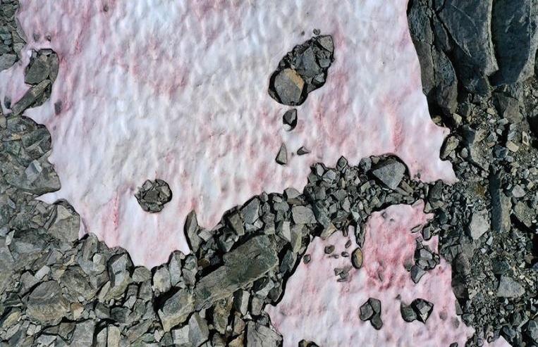 Mystery surrounding pink snow on Italian glacier