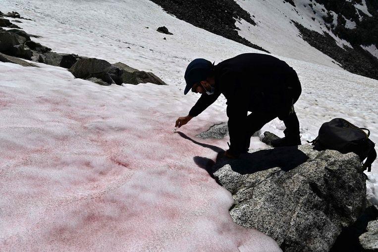 Scientist Biagio di Maio while sampling the pink snow yesterday on the Presena Glacier near Pellizzano.