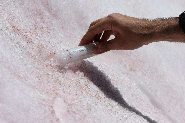 Scientist Biagio di Maio while sampling the pink snow yesterday on the Presena Glacier near Pellizzano.