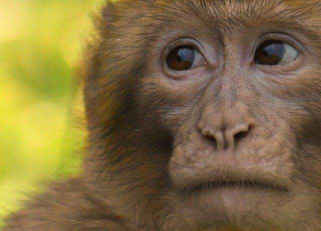 The rare ancestor’s face