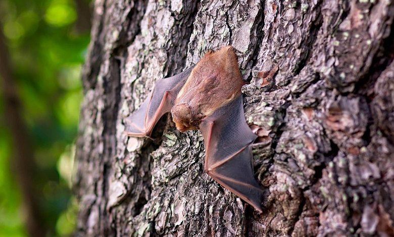 Trump’s presidential opponent bitten by a bat