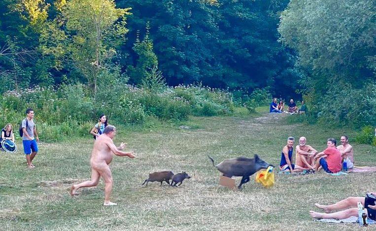 Naked swimmer chases wild boar that runs off with his laptop