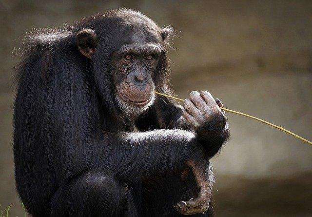 Top 5 facts about ancient humans in Africa you never knew