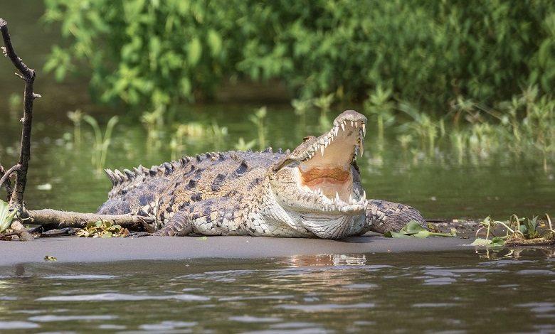 Crocodile kills a boy that swims directly to his jaw: Priest advised him after performing rituals