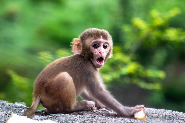 Monkey swallows N70 million