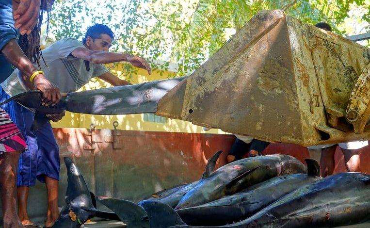 Already 38 dead dolphins washed ashore at Mauritius after oil spill