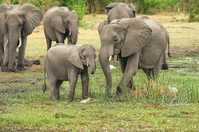 It is still unclear what caused the mysterious mass death of elephants in Botswana. In recent weeks at least 281 dead elephants have been counted in the Okavango Delta in the northwest of the country. In fact, other reports from animal protection activists even speak of more than 350 carcasses.