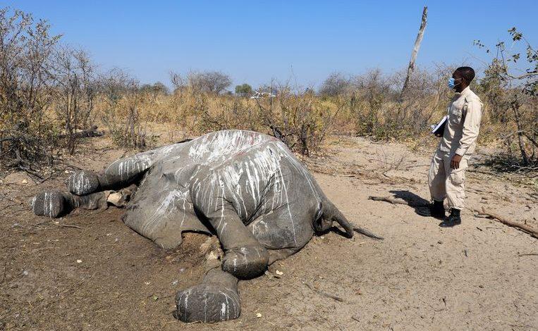 Cause of elephant death in Botswana remains a mystery
