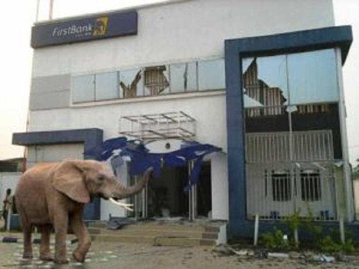Elephant escapes with N125 million