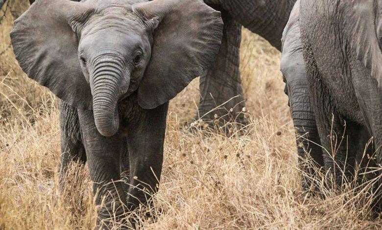 Number of elephants in Kenya has doubled in 30 years