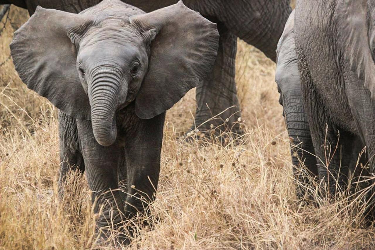 Number of elephants in Kenya has doubled in 30 years