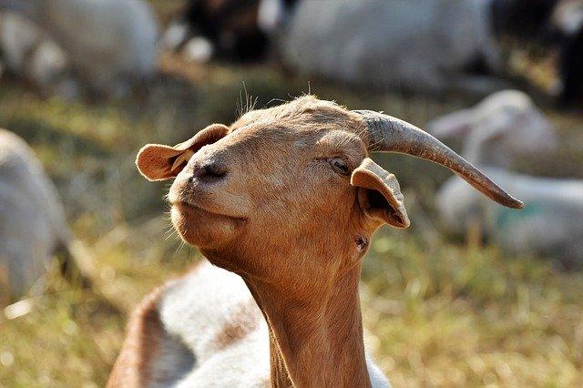 Goats consume N50 Billion