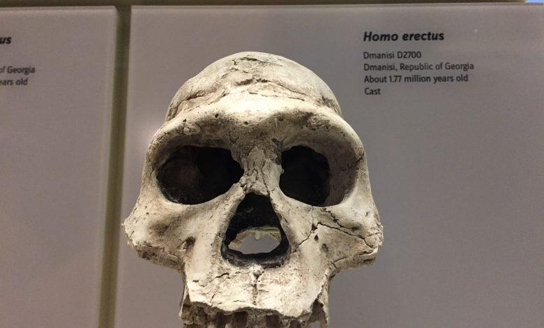 Top 5 facts about ancient humans in Africa you never knew