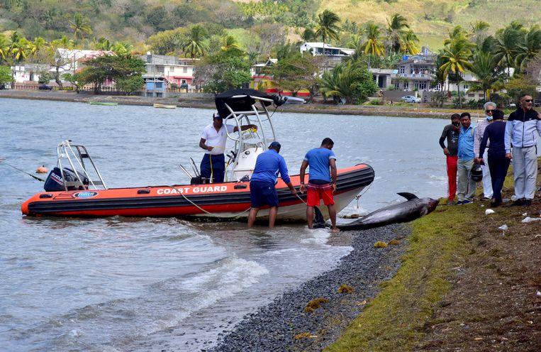 Already 38 dead dolphins washed ashore at Mauritius after oil spill 