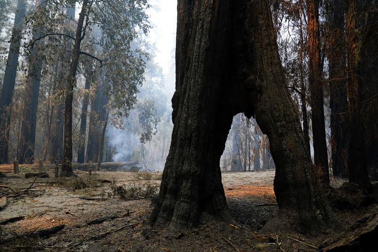 2000-year-old trees survived severe wildfire in California