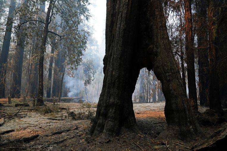 2000-year-old trees survived severe wildfire in California