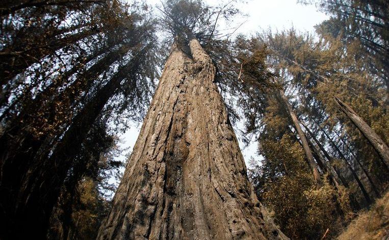 2000-year-old trees survived severe wildfire in California