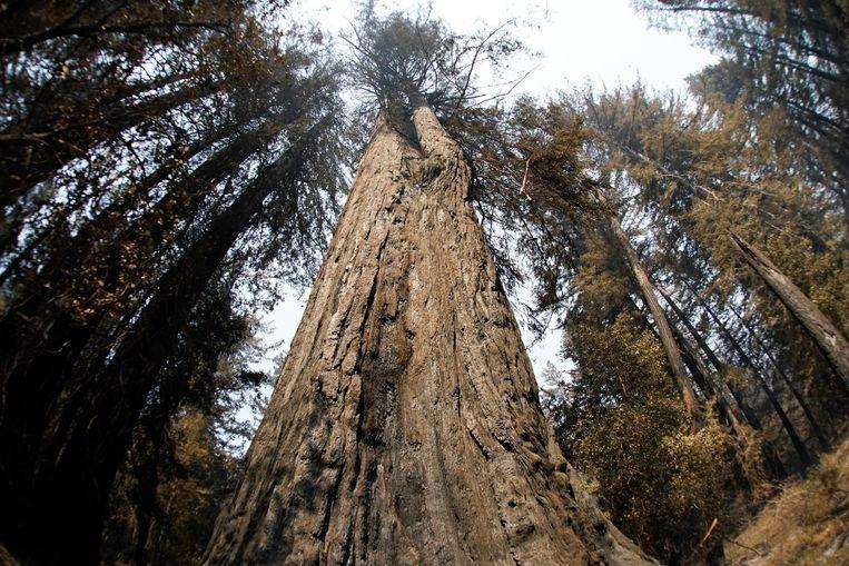 2000-year-old trees survived severe wildfire in California