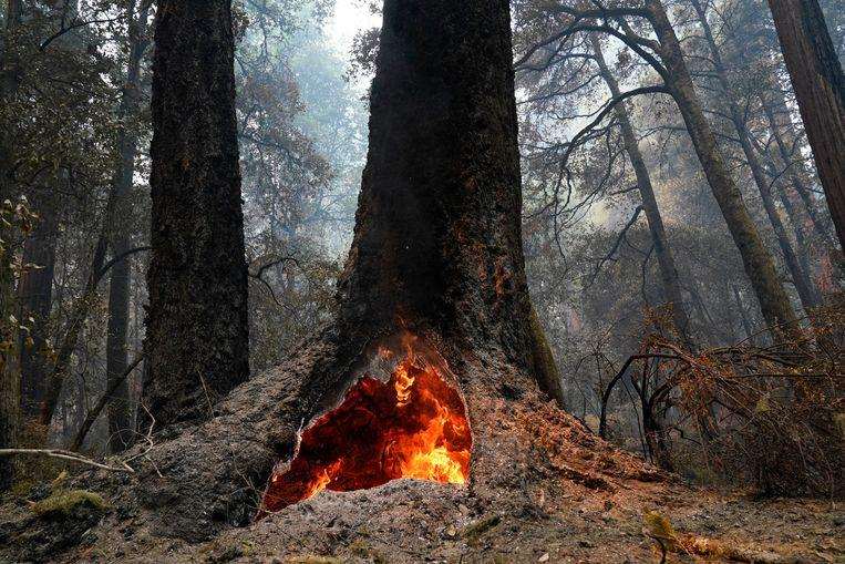 2000-year-old trees survived severe wildfire in California