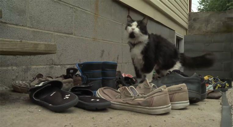 Cat steals many shoes that his owner create Facebook group to return them