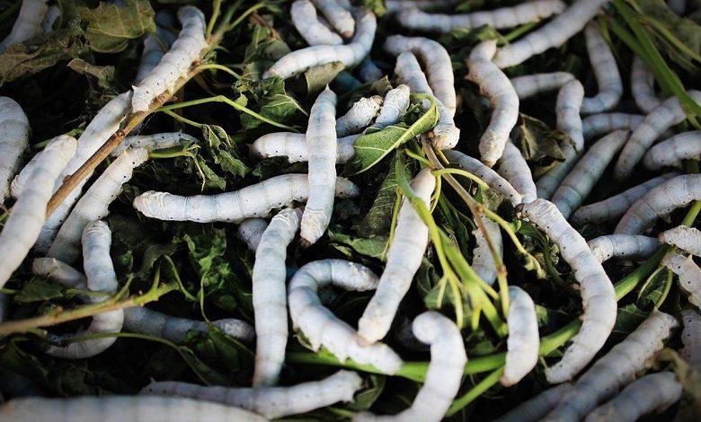 A vaccine against Covid-19 could be developed using silkworms