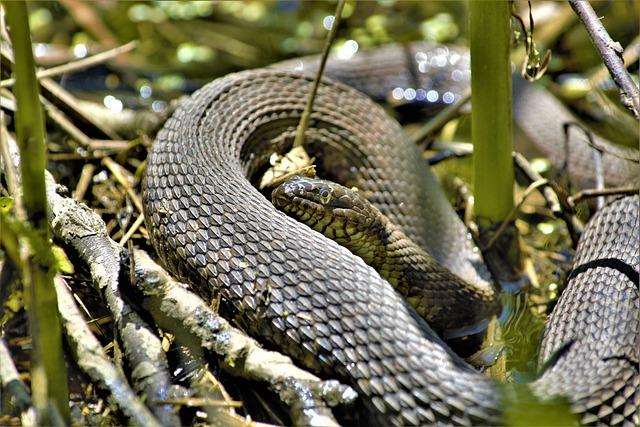 These 4 towns were overrun by animal invasion in Africa 