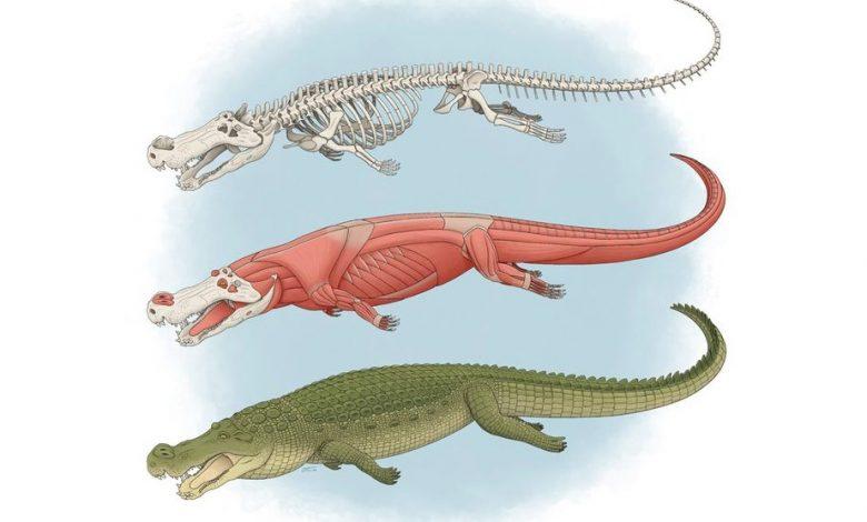 Size of bus and teeth like bananas: ‘Terror crocodile’ conquered dinosaurs