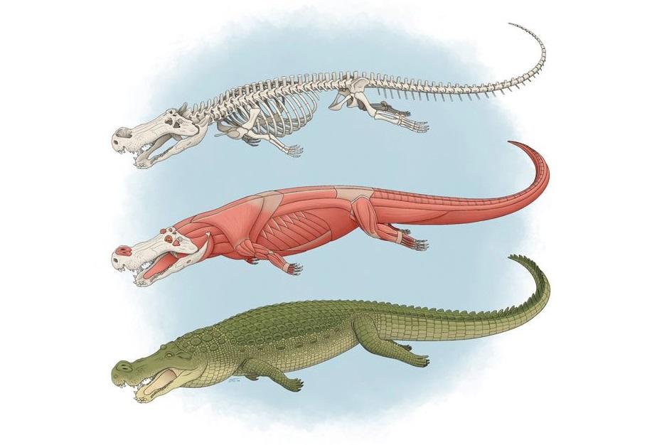 Size of bus and teeth like bananas: ‘Terror crocodile’ conquered dinosaurs