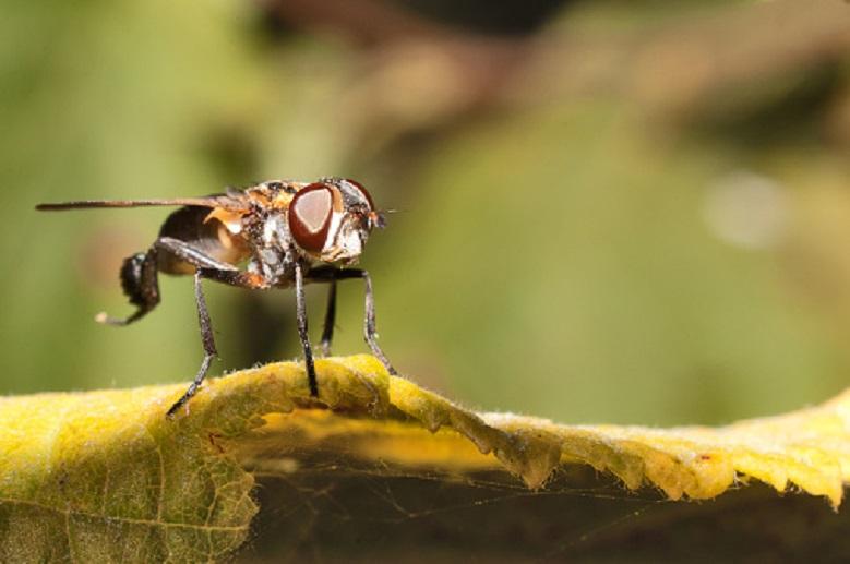 Togo becomes first country in sub-Sahara to eliminate sleeping sickness