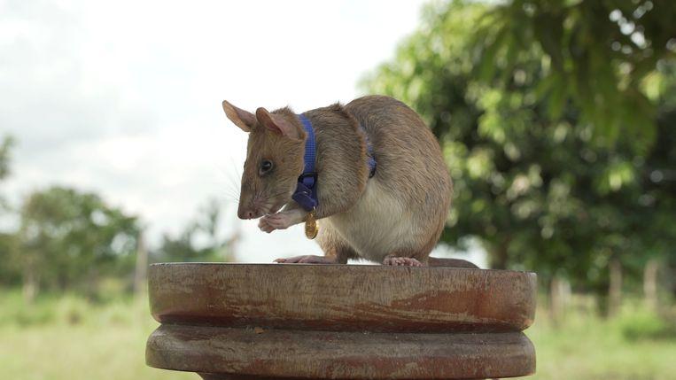 Meet Magawa, a bomb-clearing rat born and trained in Tanzanian