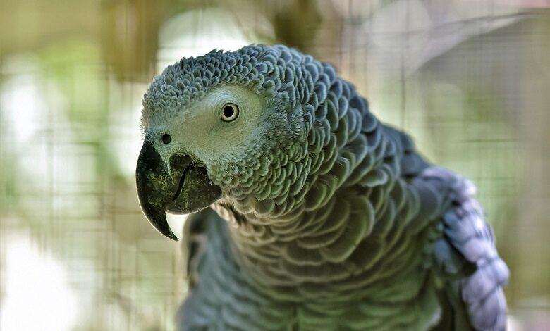 Rude parrots rock British zoo, scolding the young girl