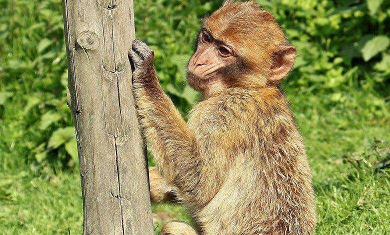 Monkey happily took different selfies from a stolen phone
