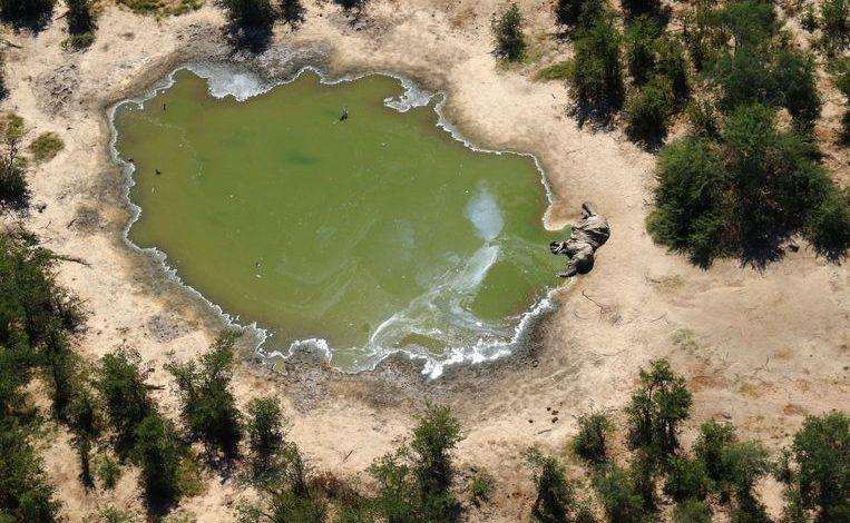 Mystery Solved: Blue-green-algae caused massive elephant deaths in Botswana