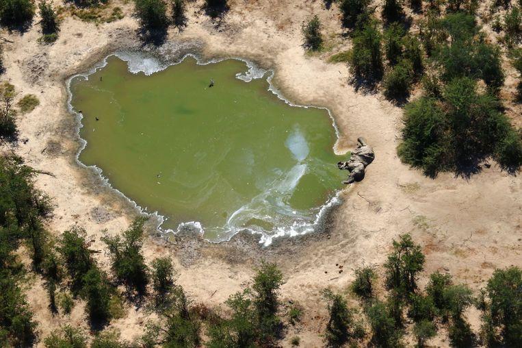 Mystery Solved: Blue-green-algae caused massive elephant deaths in Botswana