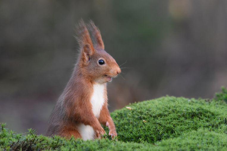 Comedy Wildlife Photo Awards 2020