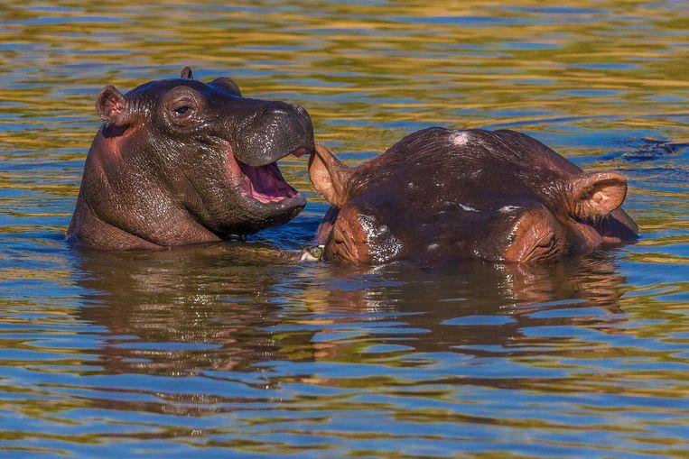 Comedy Wildlife Photography Awards 2020