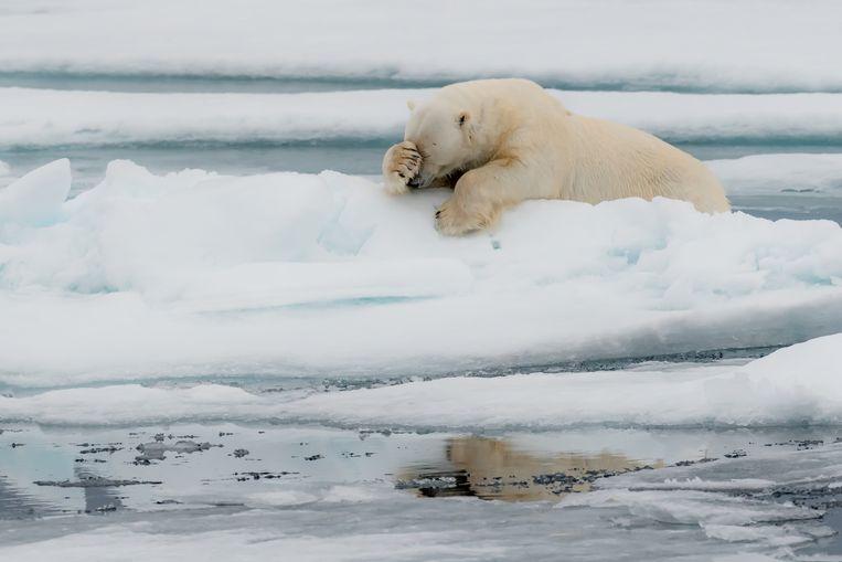 Comedy Wildlife Photo Awards 2020