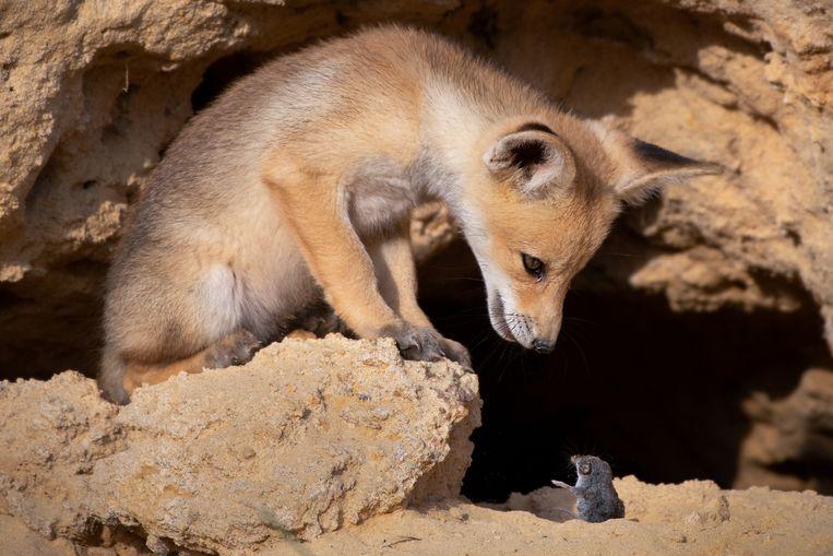 Comedy Wildlife Photo Awards 2020