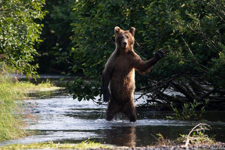 Comedy Wildlife Photo Awards 2020