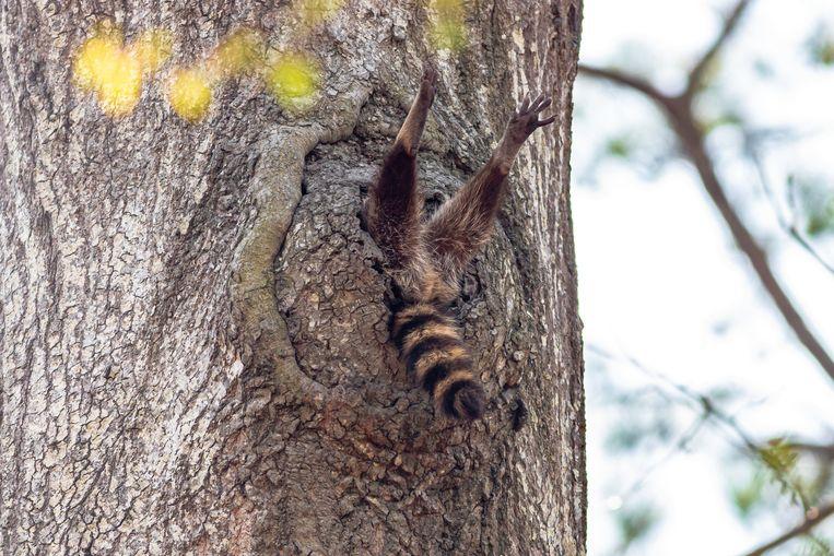 Comedy Wildlife Photo Awards 2020