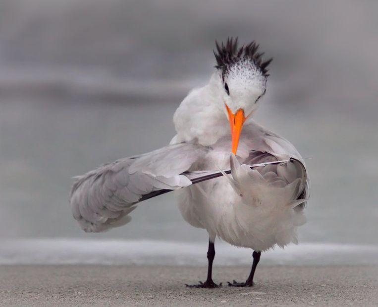 Comedy Wildlife Photo Awards 2020