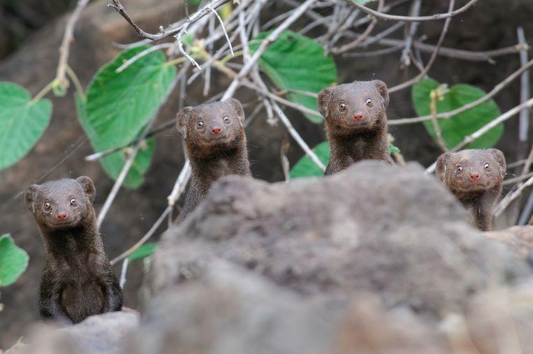 Comedy Wildlife Photo Awards 2020