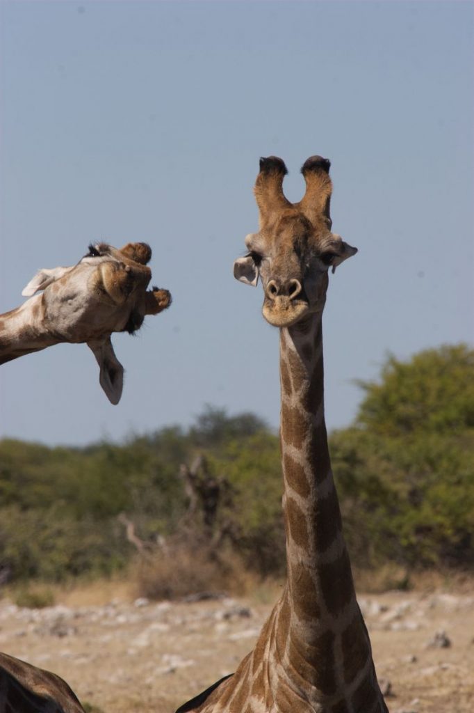 Comedy Wildlife Photo Awards 2020